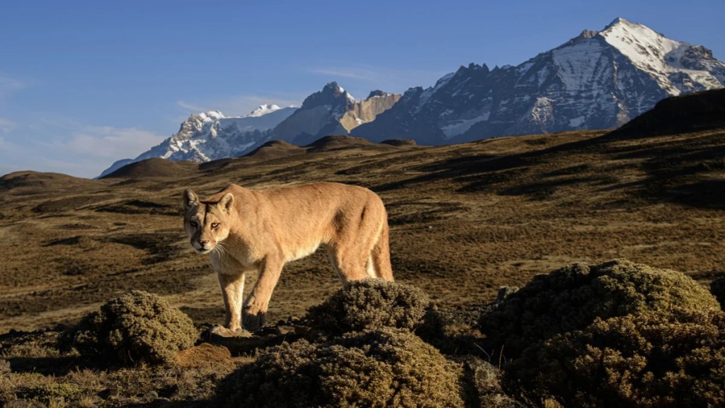 "The Americas" (NBC)