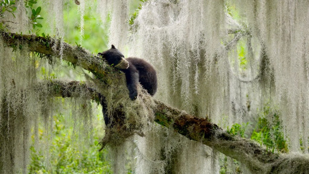 "The Americas'" (NBC)